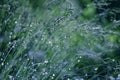 Water drops on grass and bokeh background Royalty Free Stock Photo