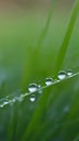 Water drops on grass wallpaper for Notebook cover, I pad, I phone, mobile high quality images Royalty Free Stock Photo