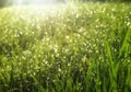 Water drops at the greem grass under sun rays