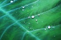 Water drops on green araceae leaf texture, beautiful nature texture background concept Royalty Free Stock Photo