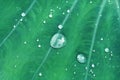 Water drops on green araceae leaf texture, beautiful nature texture background concept Royalty Free Stock Photo