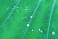 Water drops on green araceae leaf texture, beautiful nature texture background concept Royalty Free Stock Photo