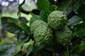 Water drops on green bergamot on tree in rainy day