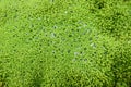 Water drops on a green carpet with moss. Royalty Free Stock Photo