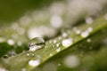 Water drops on green grass Royalty Free Stock Photo