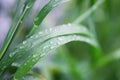 Water drops on the green grass. Macro photography. Royalty Free Stock Photo