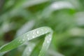 Water drops on the green grass. Macro photography. Royalty Free Stock Photo