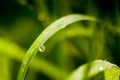 Water drops on green grass morning light