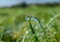 Water drops, green grass, reflecting Pico mountain, Azores, hiking destination Royalty Free Stock Photo