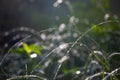 Morning glory - Water drops on green grass soft focus