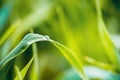water drops on the green grass. Spring morning dew on fresh greenery. Gentle colors. Selective focus, blur and bokeh background Royalty Free Stock Photo