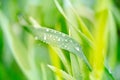 water drops on the green grass. Spring morning dew on fresh greenery. Gentle colors. Selective focus, blur and bokeh background Royalty Free Stock Photo