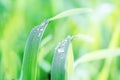 water drops on the green grass. Spring morning dew on fresh greenery. Gentle colors. Selective focus, blur and bokeh background Royalty Free Stock Photo