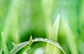 water drops on the green grass. Spring morning dew on fresh greenery. Gentle colors. Selective focus, blur and bokeh background Royalty Free Stock Photo