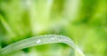 water drops on the green grass. Spring morning dew on fresh greenery. Gentle colors. Selective focus, blur and bokeh background Royalty Free Stock Photo