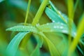 water drops on green grass. Spring morning dew on fresh greenery. Gentle colors. Selective focus, blur and bokeh background.purity Royalty Free Stock Photo