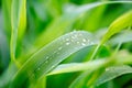 water drops on green grass. Spring morning dew on fresh greenery. Gentle colors. Selective focus, blur and bokeh background.purity Royalty Free Stock Photo