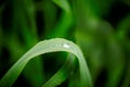 water drops on green grass. Spring morning dew on fresh greenery. Gentle colors. Selective focus, blur and bokeh background.purity Royalty Free Stock Photo