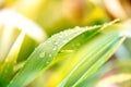 water drops on the green grass. Spring morning dew on fresh greenery. Gentle colors. Selective focus, blur and bokeh background Royalty Free Stock Photo