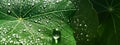 Water drops on a green large leaf day nature ecology background Royalty Free Stock Photo