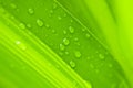 Water drops on green leaf Royalty Free Stock Photo