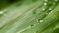 Water drops on green leaf