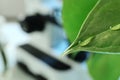 Water drops on green leaf against blurred background, closeup. Plant chemistry Royalty Free Stock Photo