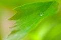 water drops on a green leaf. background