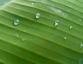 Water drops in green leaf of banana tree, macro nature photography Royalty Free Stock Photo