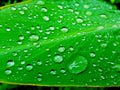Water drops on green leaf, Beautiful nuture background. Royalty Free Stock Photo