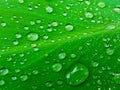 Water drops on green leaf, Beautiful nuture background.