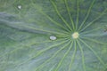 Water drops on a green leaf. Bone lotus leaf details. Green backgrounds. Closeup of rain drop on lotus leaf Royalty Free Stock Photo