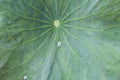 Water drops on a green leaf. Bone lotus leaf details. Green backgrounds. Closeup of rain drop on lotus leaf Royalty Free Stock Photo