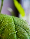 Water drops on a green leaf close-up, macro. Empty space for insertion, background, texture Royalty Free Stock Photo