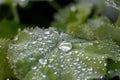 Water drops on a green leaf, close-up, macro photography Royalty Free Stock Photo