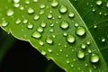 Water drops on green leaf, close-up. Nature background, A close-up shot of a green leaf adorned with dewdrops, AI Generated Royalty Free Stock Photo
