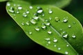 Water drops on green leaf, close up. Raindrops on leaves, A close-up shot of a green leaf adorned with dewdrops, AI Generated Royalty Free Stock Photo