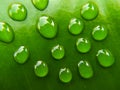 Water drops on green leaf, close-up Royalty Free Stock Photo