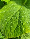 Water drops on green leaf of cucumber