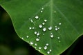 Water drops on green leaf