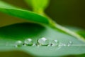 water drops on green leaf Royalty Free Stock Photo