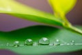 water drops on green leaf Royalty Free Stock Photo