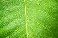 Water drops on green leaf