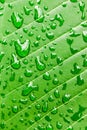 Water drops on green leaf macro background Royalty Free Stock Photo