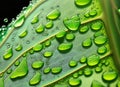 Water drops on green leaf macro close up, abstract nature background. Generative AI Royalty Free Stock Photo