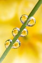 Water drops on a green leaf of a plant. Royalty Free Stock Photo