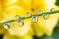 Water drops on a green leaf of a plant. Royalty Free Stock Photo