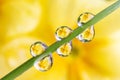 Water drops on a green leaf of a plant. Royalty Free Stock Photo