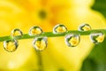 Water drops on a green leaf of a plant. Royalty Free Stock Photo