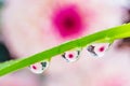 Water drops on a green leaf of a plant. The drops reflect the purple-pink flower. Royalty Free Stock Photo